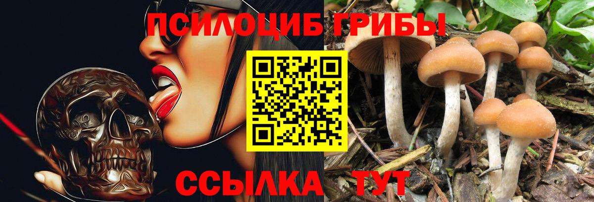 Нерюнгри  Псилоцибиновые грибы GOLDEN TEACHER  Вход с VPN  Псилоцибиновые грибы GOLDEN TEACHER 
